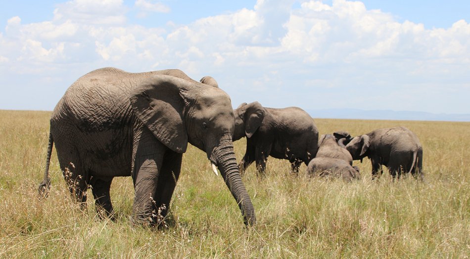zwischen den Elefanten der Masai Mara