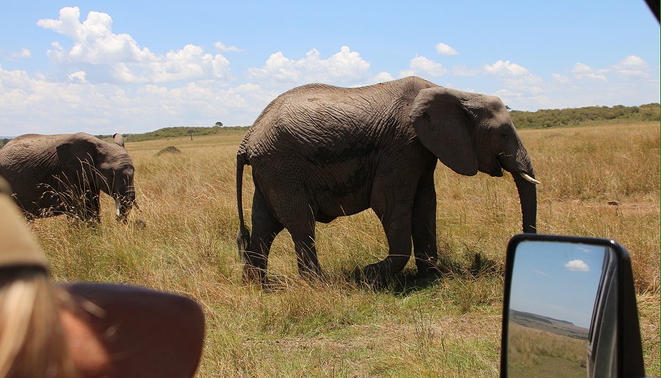 zwischen den Elefanten der Masai Mara