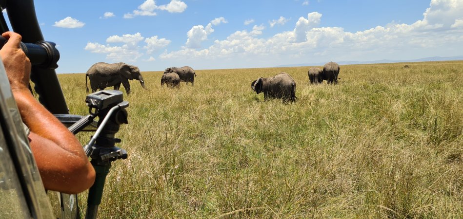 zwischen den Elefanten der Masai Mara