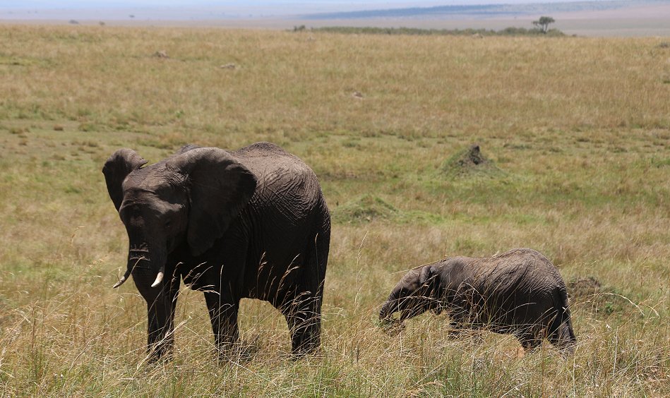 zwischen den Elefanten der Masai Mara