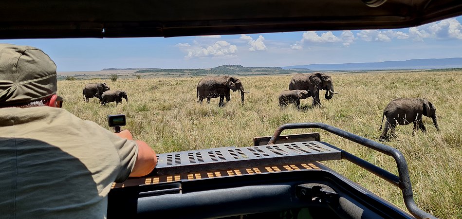 zwischen den Elefanten der Masai Mara