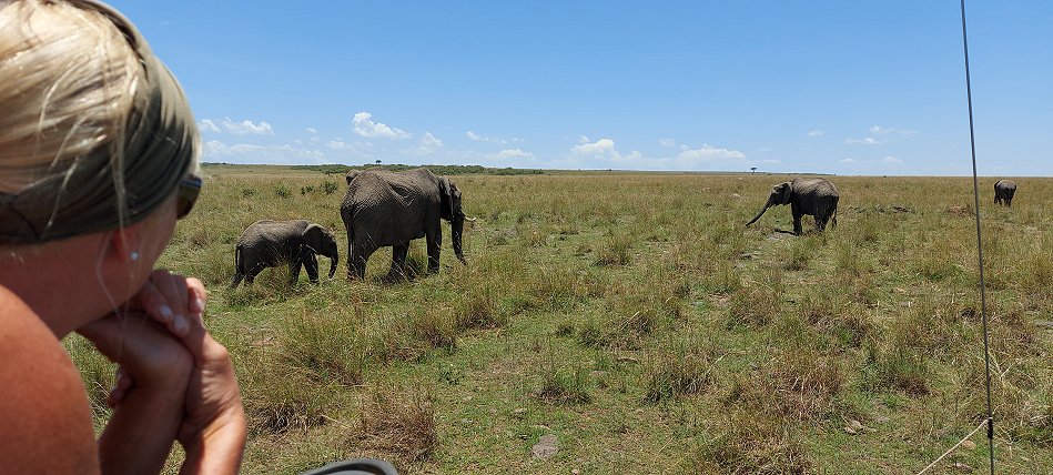 zwischen den Elefanten der Masai Mara