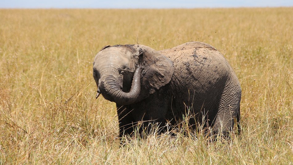 zwischen den Elefanten der Masai Mara
