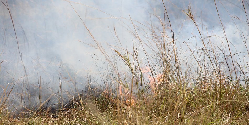 Buschfeuer in der Masai Mara