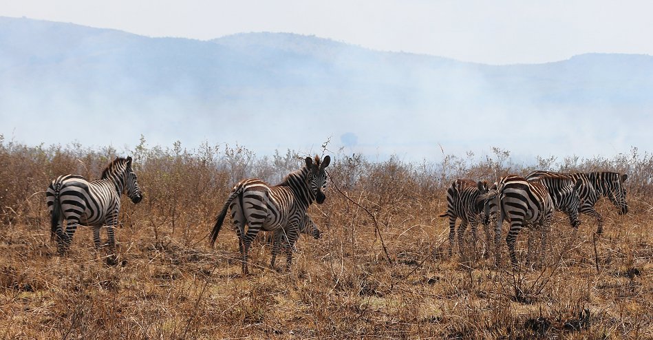 Buschfeuer in der Masai Mara