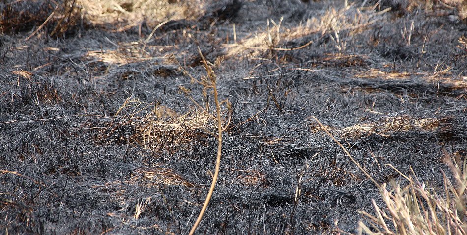Spuren der Buschfeuer in der Masai Mara September 2022
