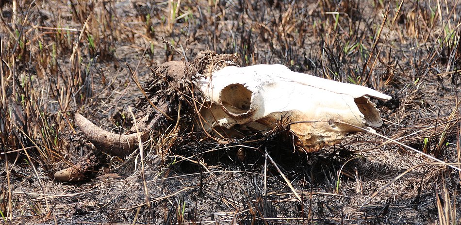 Spuren der Buschfeuer in der Masai Mara September 2022