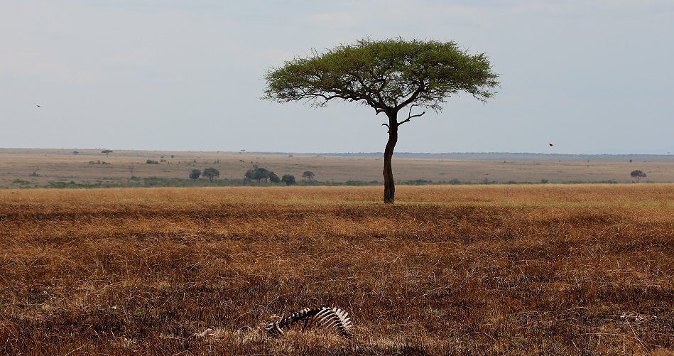 Spuren der Buschfeuer in der Masai Mara September 2022