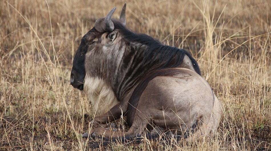 Gnu nach Bushfeuer