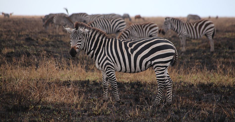 Zebras nach Bushfeuer