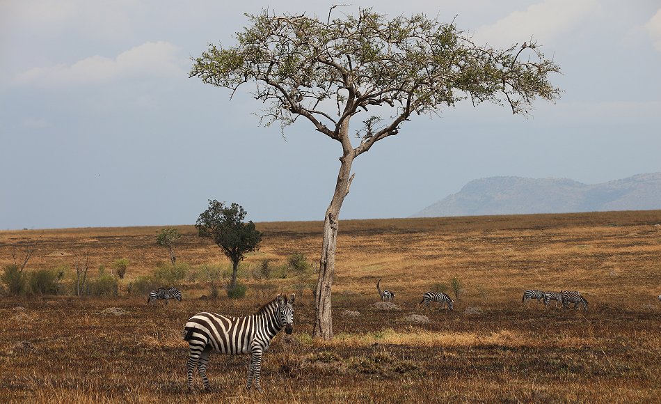 Zebras nach Bushfeuer