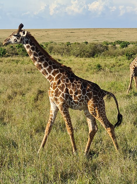 Masai Giraffen in der Mara