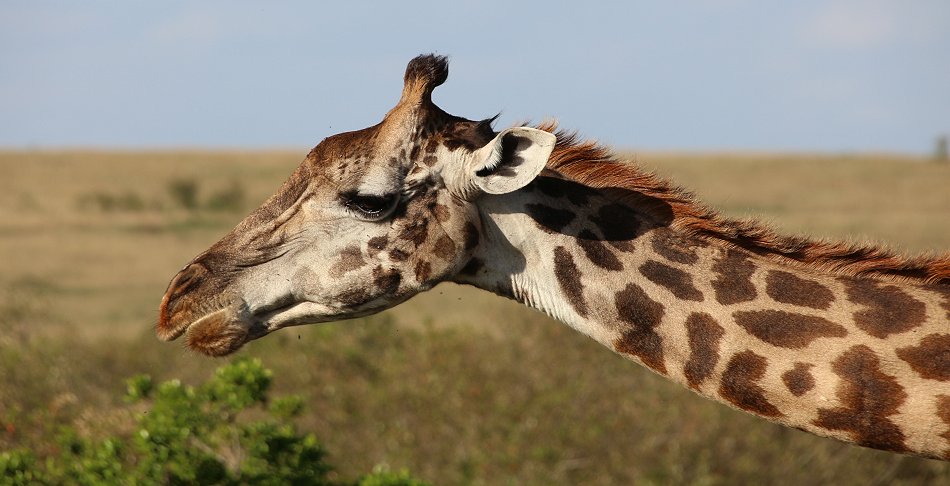 Jörg Reinecke auf Safari