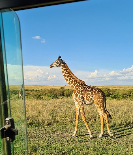 Masai Giraffen in der Mara