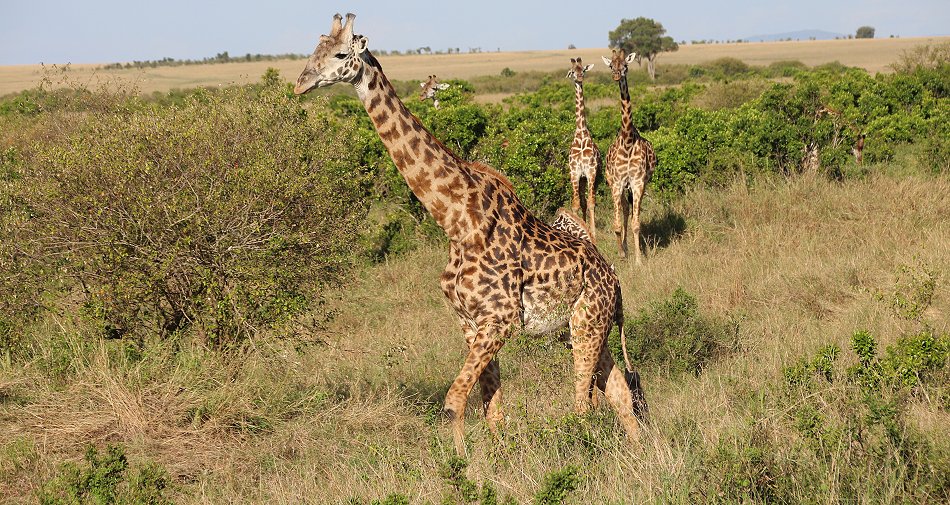 Masai Giraffen in der Mara