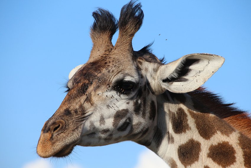 Masai Giraffen in der Mara