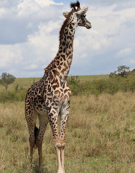 Masai Giraffe