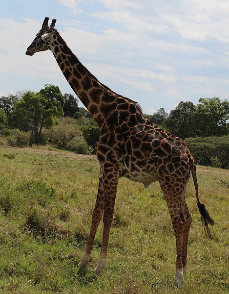 Masai Giraffe