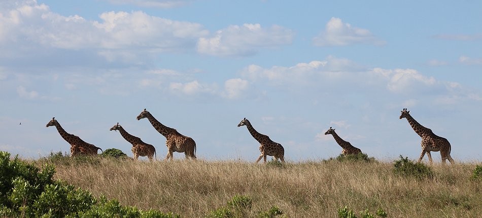 Giraffen ziehen durch die Masai Mara