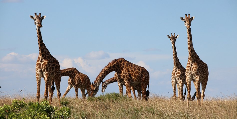 Giraffen ziehen durch die Masai Mara