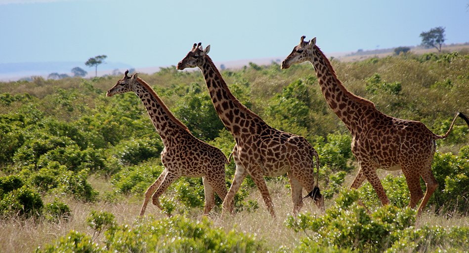Masai Giraffen