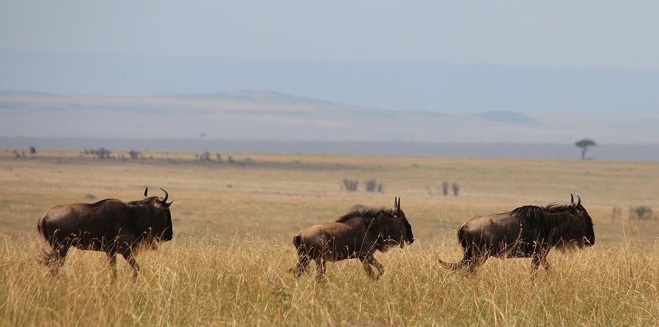 Gnus in der Masai Mara