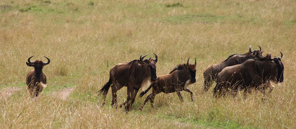 Gnus in der Masai Mara