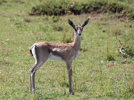 Grantgazelle in der Masai Mara
