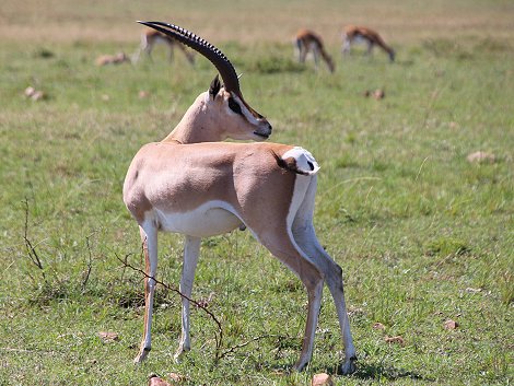 Grantgazellen Bock in der Masai Mara