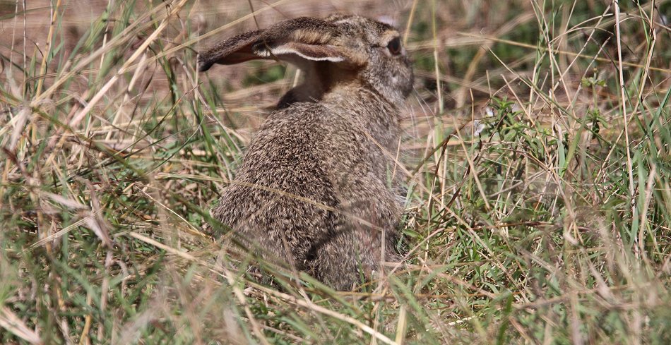 Hase in der Masai Mara
