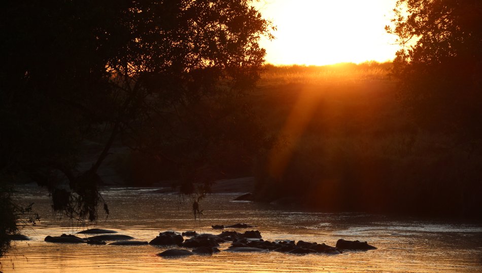 Flusspferde im Sonnenaufgang