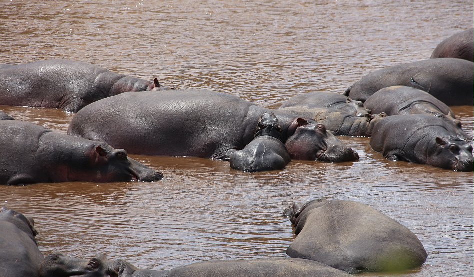 Flusspferde im Mara River