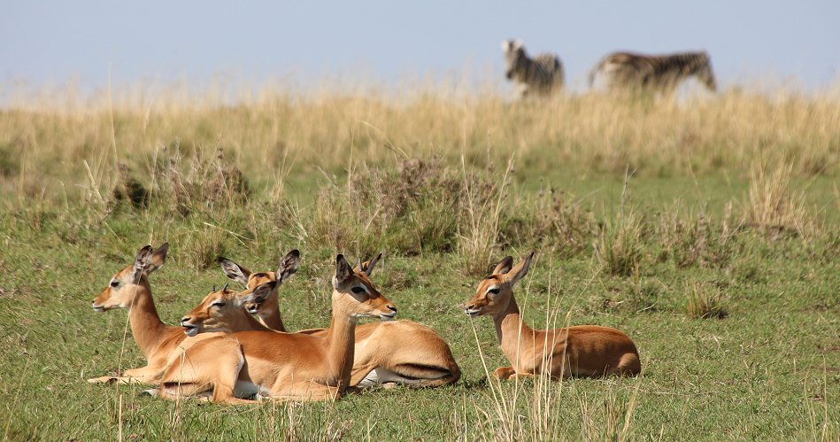 Impala Weibchen