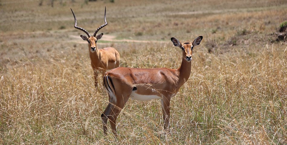 Impala Paar