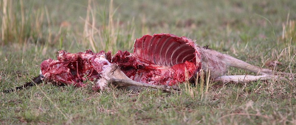 Schabrackenschakale mit Thomygazelle