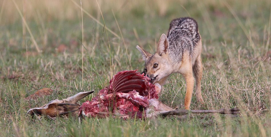 Schabrackenschakale mit Thomygazelle