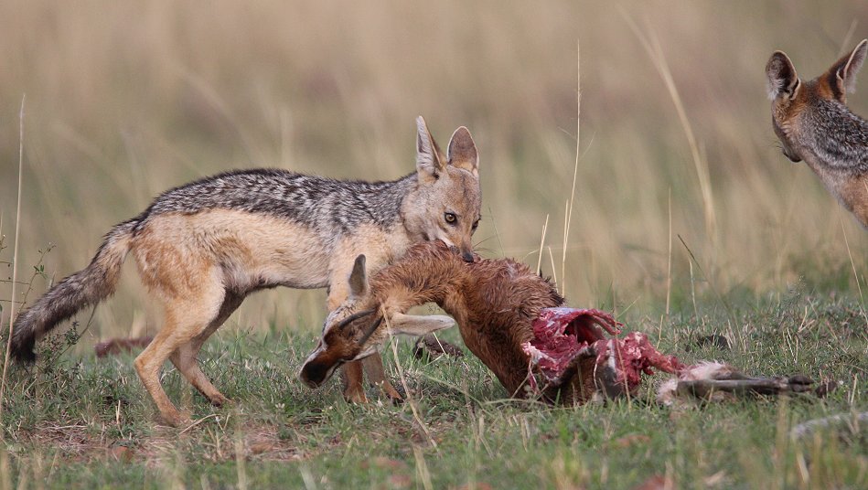 Schabrackenschakale mit Thomygazelle