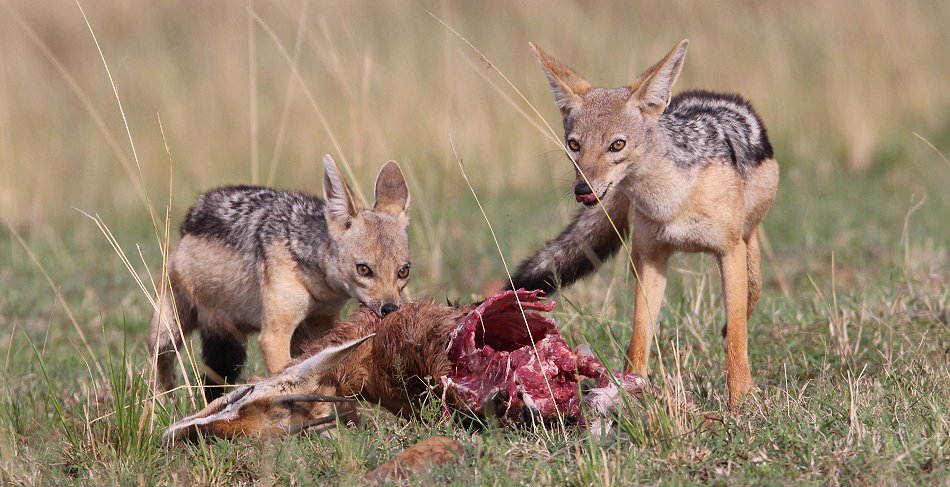 Schabrackenschakale mit Thomygazelle