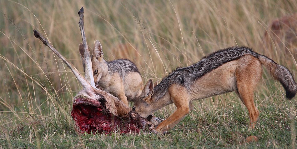 Schabrackenschakale mit Thomygazelle