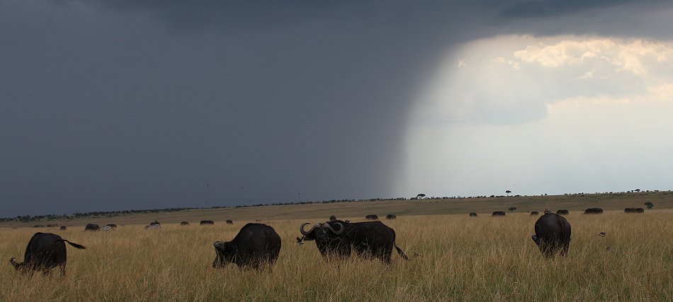 Kaffernbüffel in der Masai Mara
