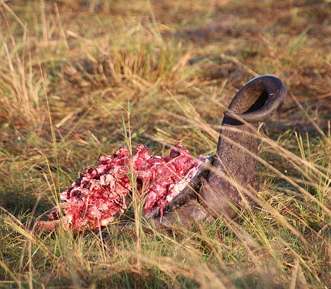 alles was 20 Löwen von einem Kaffernbüffel über gelassen haben