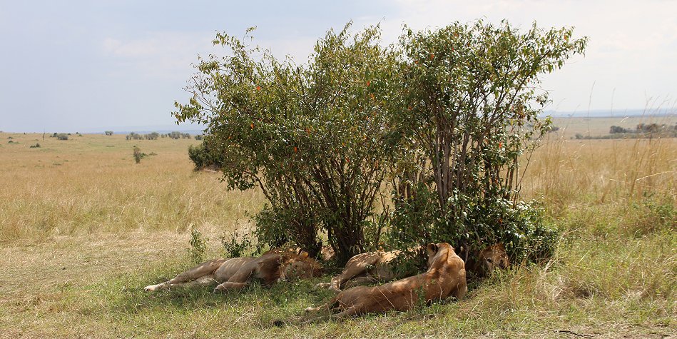 Löwen in der Masai Mara