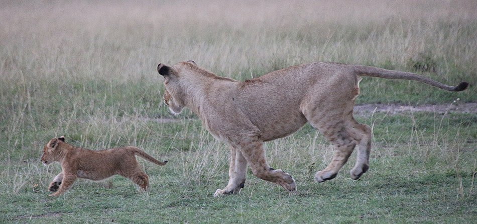 Löwin mit Jungen