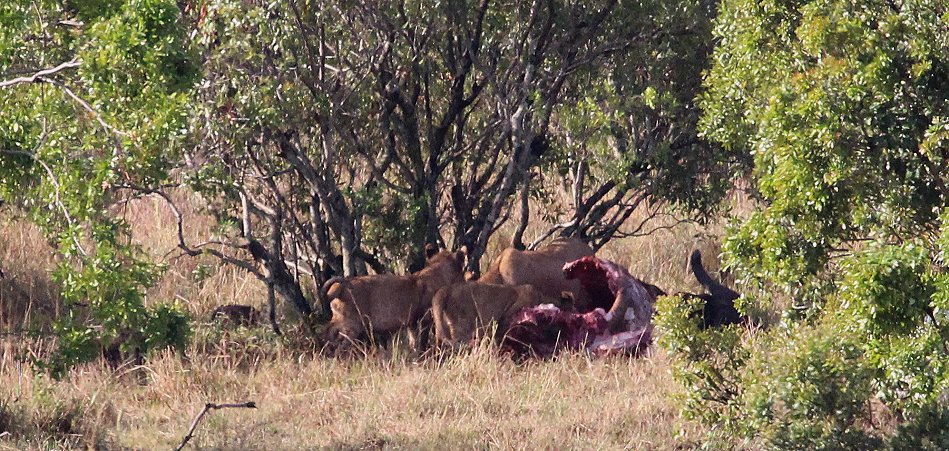 Bushbreakfast in Masai Mara
