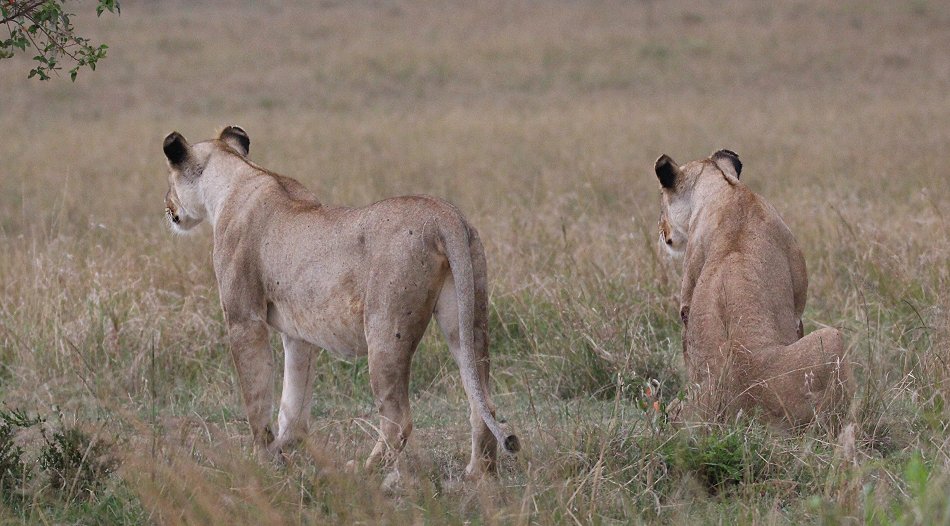 hungrige Löwen Weibchen vom Topi Pride