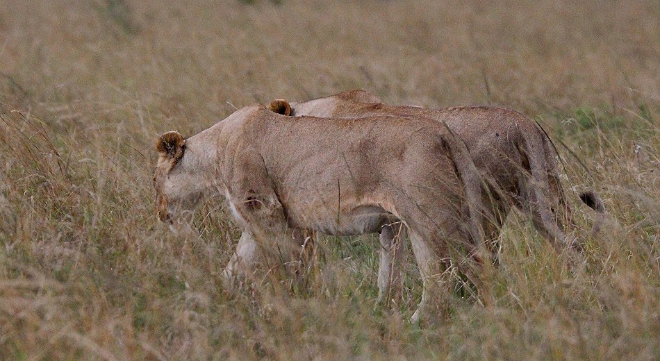 hungrige Löwen Weibchen vom Topi Pride