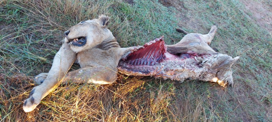 tote Löwin in der Masai Mara