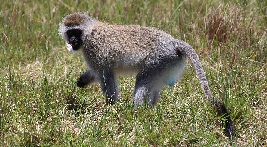 Grüne Meerkatze bei der Futtersuche