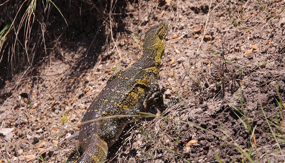 Nilwaran in der Masai Mara