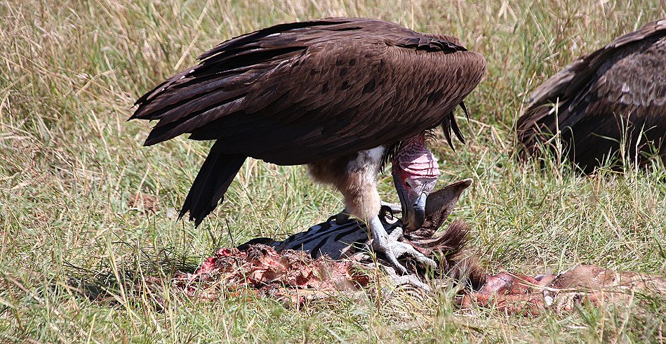 Ohrengeier am Zebrakadaver